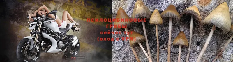 Псилоцибиновые грибы Psilocybe  Мыски 